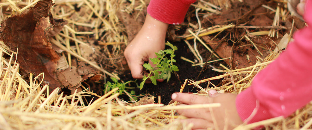 12 Easy and Sustainable Living Tips for Beginners – Sheet Yeah!