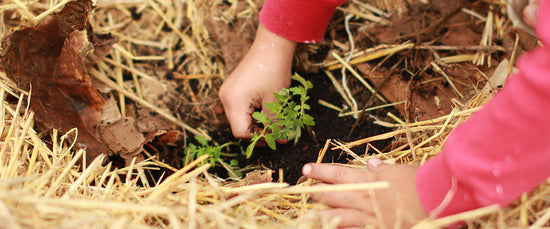 A small child’s hands are shown planting a small green seedling into a fresh patch of soil surrounded by clean straw. Incorporating the sustainable life tips of composting, gardening and fresh produce.